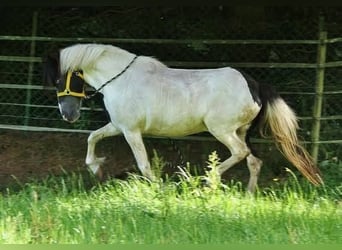 IJslander, Merrie, 12 Jaar, 136 cm, Gevlekt-paard