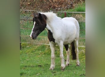 IJslander, Merrie, 12 Jaar, 136 cm, Gevlekt-paard