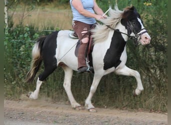 IJslander, Merrie, 12 Jaar, 136 cm, Gevlekt-paard