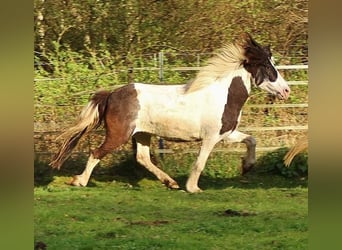 IJslander, Merrie, 12 Jaar, 136 cm, Gevlekt-paard