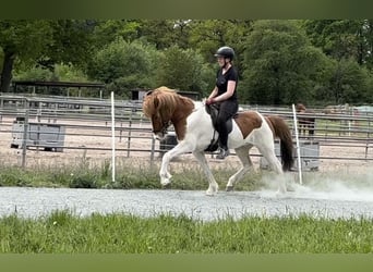 IJslander, Merrie, 12 Jaar, 138 cm, Gevlekt-paard