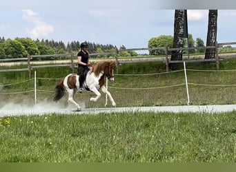 IJslander, Merrie, 12 Jaar, 138 cm, Gevlekt-paard