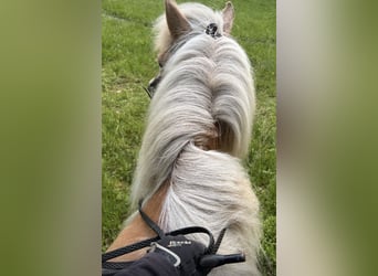 IJslander, Merrie, 12 Jaar, 139 cm, Palomino