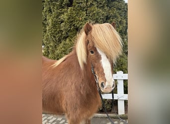 IJslander, Merrie, 12 Jaar, 139 cm, Vos