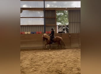 IJslander, Merrie, 12 Jaar, 139 cm, Vos