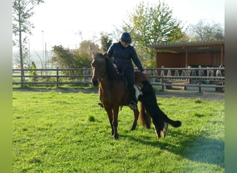 IJslander, Merrie, 12 Jaar, 140 cm, Bruin