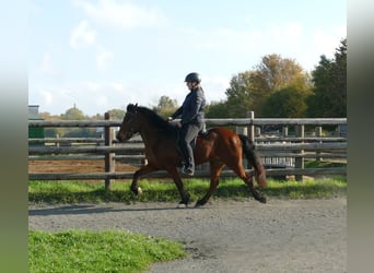 IJslander, Merrie, 12 Jaar, 140 cm, Bruin