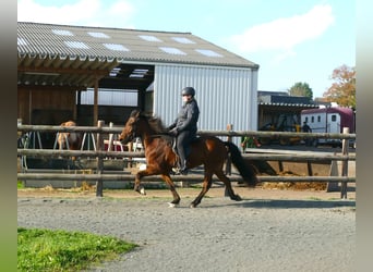 IJslander, Merrie, 12 Jaar, 140 cm, Bruin