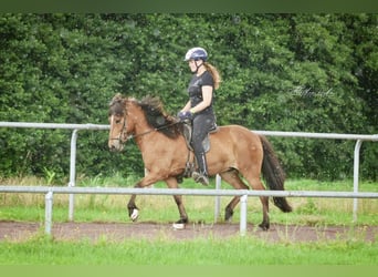 IJslander, Merrie, 12 Jaar, 140 cm, Bruin