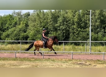 IJslander, Merrie, 12 Jaar, 140 cm, Bruin