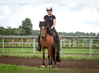 IJslander, Merrie, 12 Jaar, 140 cm, Bruin