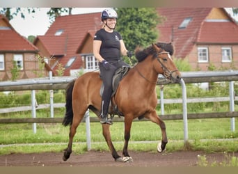 IJslander, Merrie, 12 Jaar, 140 cm, Bruin