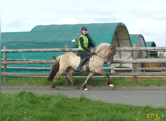 IJslander, Merrie, 12 Jaar, 140 cm, Falbe