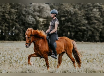 IJslander, Merrie, 12 Jaar, 142 cm, Vos