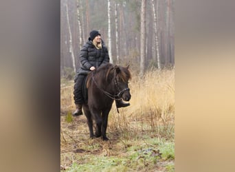 IJslander, Merrie, 13 Jaar, 131 cm, Zwart