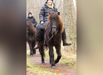 IJslander, Merrie, 13 Jaar, 131 cm, Zwart