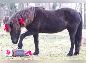 IJslander, Merrie, 13 Jaar, 131 cm, Zwart