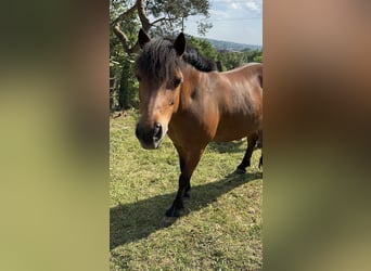 IJslander Mix, Merrie, 13 Jaar, 133 cm, Brauner