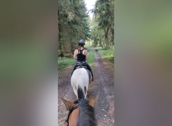 IJslander Mix, Merrie, 13 Jaar, 134 cm, Gevlekt-paard