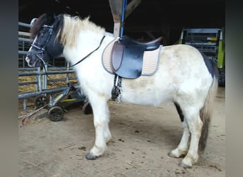 IJslander, Merrie, 13 Jaar, 136 cm, Gevlekt-paard