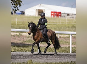 IJslander, Merrie, 13 Jaar, 138 cm, Falbe