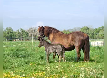IJslander, Merrie, 13 Jaar, 138 cm, Zwart