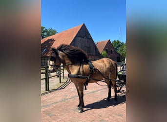 IJslander, Merrie, 13 Jaar, 139 cm, Buckskin