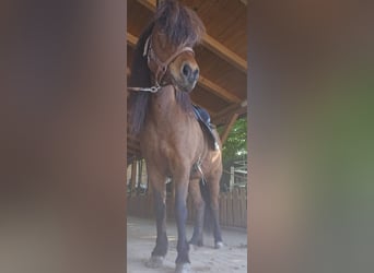 IJslander, Merrie, 13 Jaar, 140 cm, Bruin