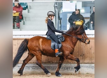 IJslander, Merrie, 13 Jaar, 140 cm, Bruin
