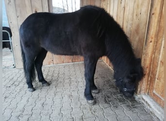 IJslander, Merrie, 13 Jaar, 140 cm, Zwart