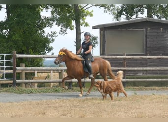 IJslander, Merrie, 13 Jaar, 141 cm, Vos