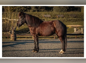 IJslander, Merrie, 13 Jaar, 144 cm, Zwart