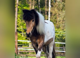 IJslander, Merrie, 13 Jaar