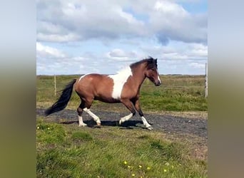IJslander, Merrie, 13 Jaar, Gevlekt-paard