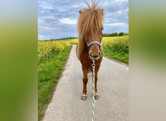 IJslander, Merrie, 14 Jaar, 131 cm, Vos