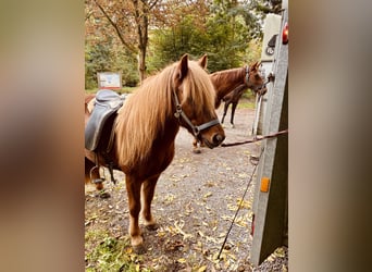 IJslander, Merrie, 14 Jaar, 131 cm, Vos