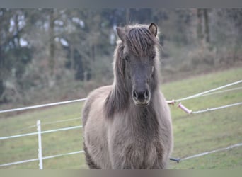IJslander, Merrie, 14 Jaar, 133 cm, Grullo