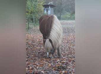 IJslander, Merrie, 14 Jaar, 134 cm, Vos