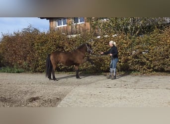 IJslander, Merrie, 14 Jaar, 135 cm, Bruin