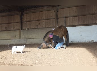 IJslander, Merrie, 14 Jaar, 135 cm, Bruin