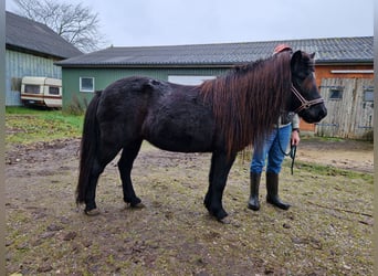 IJslander, Merrie, 14 Jaar, 135 cm, Zwart