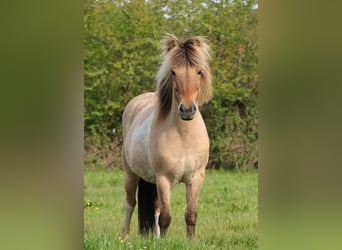 IJslander, Merrie, 14 Jaar, 136 cm, Gevlekt-paard