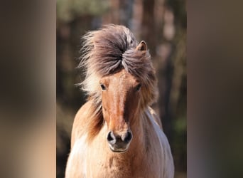 IJslander, Merrie, 14 Jaar, 136 cm, Gevlekt-paard