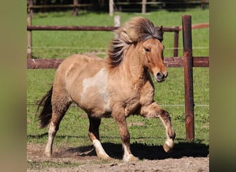 IJslander, Merrie, 14 Jaar, 136 cm, Gevlekt-paard