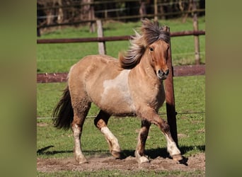 IJslander, Merrie, 14 Jaar, 136 cm, Gevlekt-paard