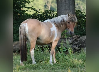 IJslander, Merrie, 14 Jaar, 136 cm, Gevlekt-paard