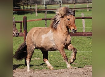 IJslander, Merrie, 14 Jaar, 136 cm, Gevlekt-paard