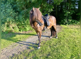 IJslander, Merrie, 14 Jaar, 137 cm, Bruin