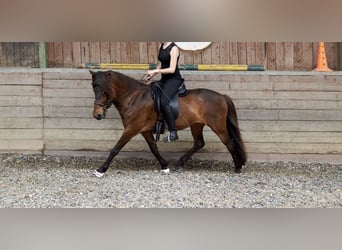 IJslander, Merrie, 14 Jaar, 137 cm, Bruin