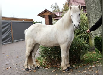 IJslander, Merrie, 14 Jaar, 138 cm, Schimmel